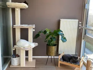 6 Inspirasi Ruangan untuk Kucing di Rumah 6 Inspirasi Ruangan untuk Kucing di Rumah