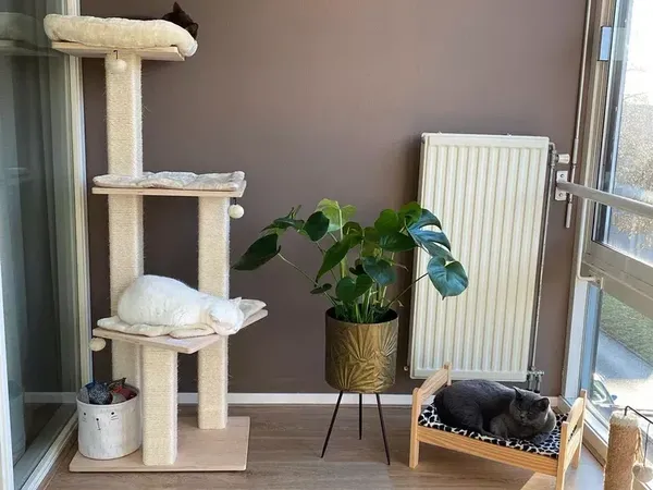 6 Inspirasi Ruangan untuk Kucing di Rumah