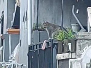 2 Kera Ekor Panjang Berkeliaran di Perumahan Warga Tabanan