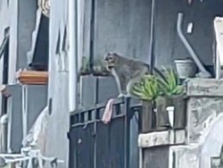 2 Kera Ekor Panjang Berkeliaran di Perumahan Warga Tabanan