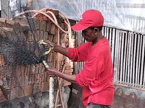 Bruk! Ular Piton Jatuh Terlilit Jaring Kandang Ayam di Boyolali