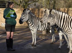 Momen Gemas Menghitung Penghuni Kebun Binatang London