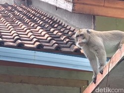 Warga Pemalang Resah Ada Monyet Ekor Panjang Nangkring di Atap Rumah
