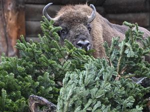 Sisa Pohon Natal Jadi Santapan Lezat Hewan di Bonbin Berlin