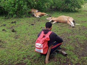 Viral 3 Sapi Mati Mendadak di Dompu, Ini Penyebabnya