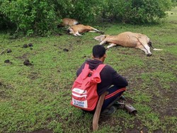Viral 3 Sapi Mati Mendadak di Dompu, Ini Penyebabnya