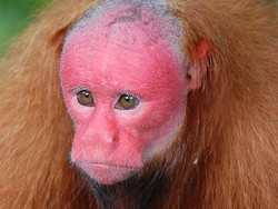 7 Hewan Aneh dan Langka di Dunia, Jarang Diketahui