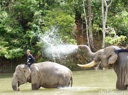 Mengenal Gajah Sumatera, Berikut Ciri-cirinya
