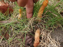 Jamur Unik Berbentuk Kelamin di Lamongan Berbau Seperti Pandan