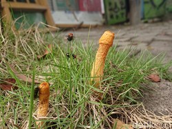 Waduh, Warga Lamogan temukan Jamur Mirip Penis di Halaman Rumah