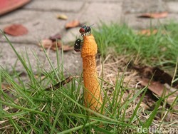 Sederet Fakta Heboh Jamur Mirip Kelamin Pria di Lamongan