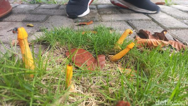 Penemuan Jamur Unik di Lamongan Bikin Heboh