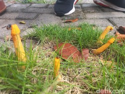 Penjelasan Ilmiah soal Jamur Berbentuk Alat Kelamin di Lamongan