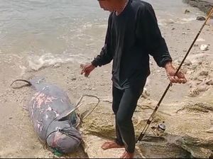 Pemancing Temukan Duyung Montok Terdampar di Pangandaran Pemancing Temukan Duyung Montok Terdampar di Pangandaran