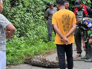 Warga di Gorontalo Bunuh Ular Piton 5 Meter Usai Mangsa Kambing