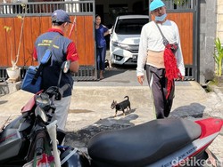 Waspada! 70 Persen Wilayah Gianyar Zona Merah Rabies