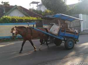 Mengenal Benhur, Transportasi Tradisional Bima yang Terancam Punah