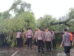 Pohon Asam Tumbang Tutup Jalan Provinsi di Majalengka