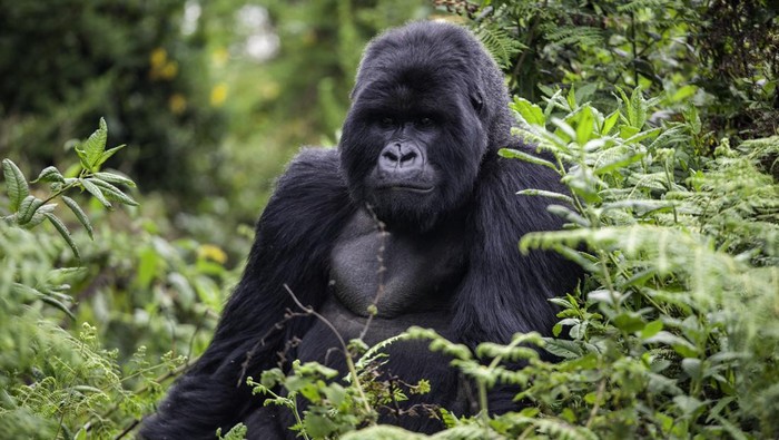 Gorilla in Volcanoes National Park sitting