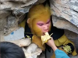 Gaji Rp 13 Juta Asal Mau Jadi Kera Sakti