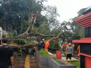 Pohon Beringin Alun-alun Blitar Tumbang Timpa Lapak PKL, 10 Luka Pohon Beringin Alun-alun Blitar Tumbang Timpa Lapak PKL, 10 Luka