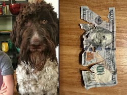 Anjing Makan Uang Rp 62 Juta Punya Pemiliknya, Ini Penampakannya