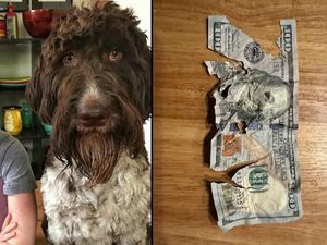 Anjing Makan Uang Rp 62 Juta Punya Pemiliknya, Ini Penampakannya Anjing Makan Uang Rp 62 Juta Punya Pemiliknya, Ini Penampakannya