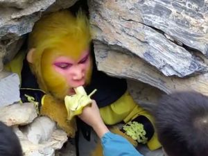 Dicari: Sun Wukong yang Mau Makan Pisang dengan Gaji Puluhan Juta Dicari: Sun Wukong yang Mau Makan Pisang dengan Gaji Puluhan Juta