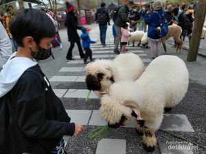 Binatang di Peternakan Taiwan Ini, Gemasnya Kebangetan! Binatang di Peternakan Taiwan Ini, Gemasnya Kebangetan!