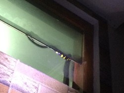 Hiii! Ular Berbisa Nangkring Santuy Kamar Mandi Warga Kartasura Sukoharjo