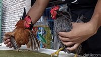 Ayam Serama Bikin Peternak Asal Probolinggo Untung