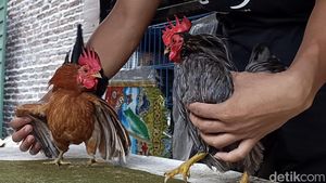 Ayam Serama Bikin Peternak Asal Probolinggo Untung