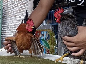 Ayam Serama Bikin Peternak Asal Probolinggo Untung Ayam Serama Bikin Peternak Asal Probolinggo Untung