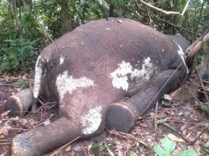 Heboh Gajah Mati di Hutan Produksi Bengkulu dengan Lubang Peluru di Perut Heboh Gajah Mati di Hutan Produksi Bengkulu dengan Lubang Peluru di Perut