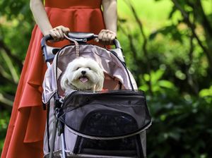 Bukti Krisis Populasi Korsel: Stroller Anjing Lebih Laku dari Stroller Bayi