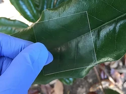 Segera Hadir HP dengan Layar Berbahan Kayu