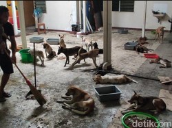 Ratusan Anjing Terikat dalam Truk Dibawa ke Shelter, Begini Kondisinya