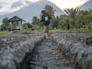 Pertanian untuk Atasi Pengangguran di Sulteng