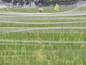 RI dan Vietnam Sepakat Kerja Sama di Bidang Pertanian-Perikanan RI dan Vietnam Sepakat Kerja Sama di Bidang Pertanian-Perikanan
