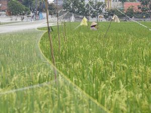 Luas Lahan Panen Turun, Produksi Padi Sumsel Tetap Naik Luas Lahan Panen Turun, Produksi Padi Sumsel Tetap Naik