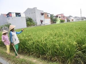 Potret Sawah di Dekat Permukiman Jakarta, Sudah Pernah Lihat? Potret Sawah di Dekat Permukiman Jakarta, Sudah Pernah Lihat?