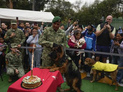 Saat Anjing Pelacak Rayakan Ulang Tahun, Sangar tapi Gemas Juga