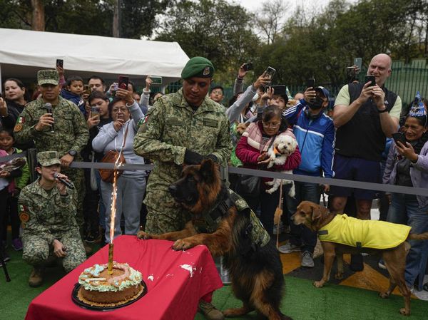 Saat Anjing Pelacak Rayakan Ulang Tahun, Sangar tapi Gemas Juga