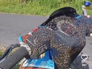 Terpopuler: Kintamani Diteror Ribuan Lalat, Bikin Merinding! Terpopuler: Kintamani Diteror Ribuan Lalat, Bikin Merinding!
