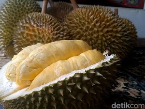 Seru! Durian Montong dan Musang King Bisa Dipetik Sendiri di Kebun Ini Seru! Durian Montong dan Musang King Bisa Dipetik Sendiri di Kebun Ini