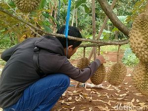 Nikmatnya Makan Durian di Pekalongan, Langsung Petik di Kebun-Tinggal Hap!