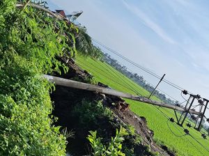 Tujuh Tiang Listrik Beton Tumbang gegara Pelebaran Parit Tujuh Tiang Listrik Beton Tumbang gegara Pelebaran Parit