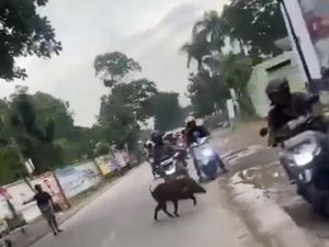 Geger Babi Berkeliaran di Kantor Kecamatan Pameungpeuk Bandung Geger Babi Berkeliaran di Kantor Kecamatan Pameungpeuk Bandung