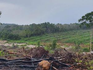 Bentuk Tim Khusus, Gakkum KLHK Kejar Buron Perambah Hutan di Bangka