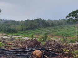 Bentuk Tim Khusus, Gakkum KLHK Kejar Buron Perambah Hutan di Bangka